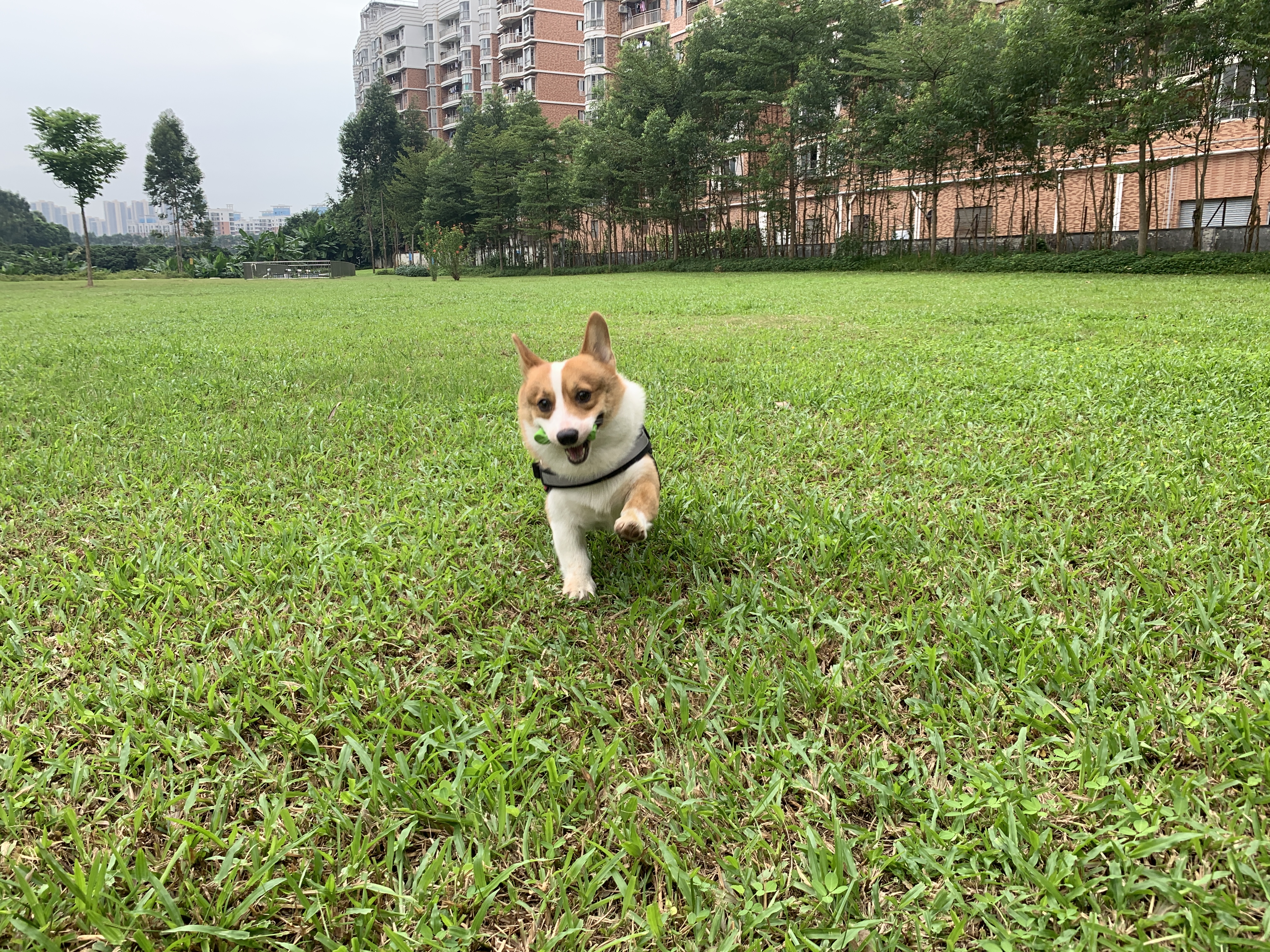 草地与狗